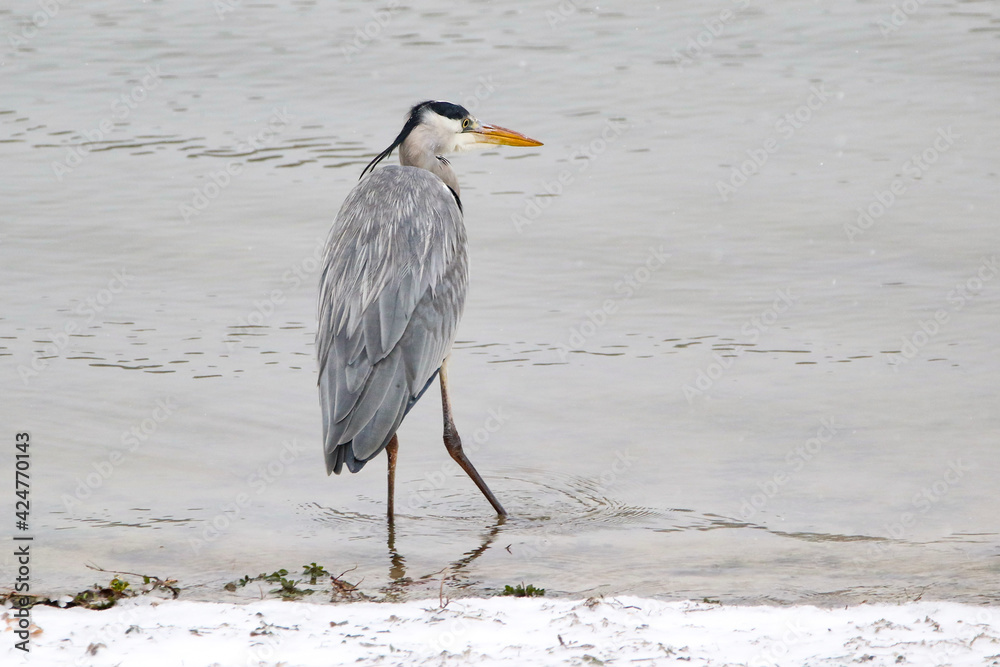 Grey Heron Grey Heron