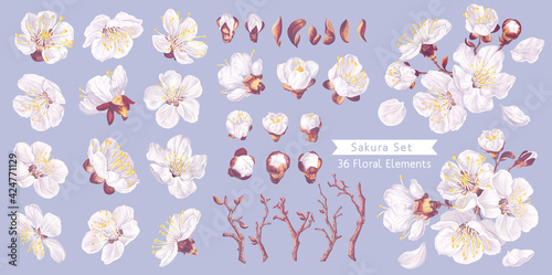 Set of vector realistic spring flowers. Flowers of fruit trees. White inflorescence, petals, apricot buds. Set for your design easy to use and customize, making your own flower arrangements.