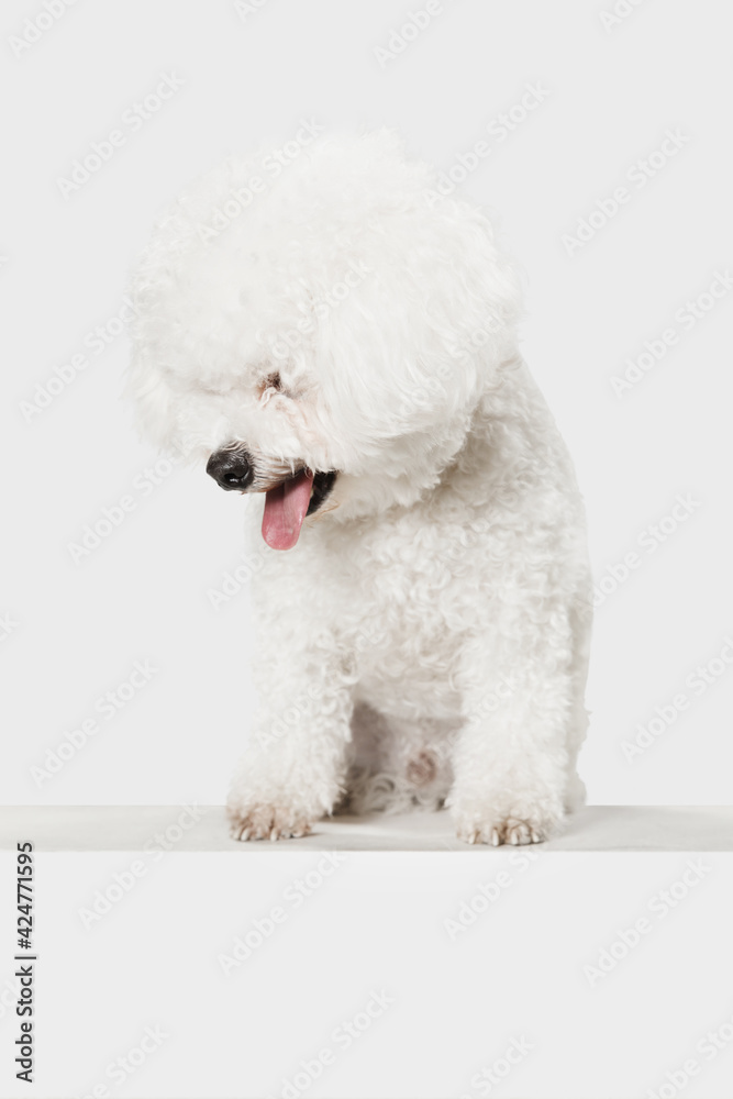 Small funny dog Bichon Frise posing isolated over white background. Small funny dog Bichon Frise posing isolated over white background.