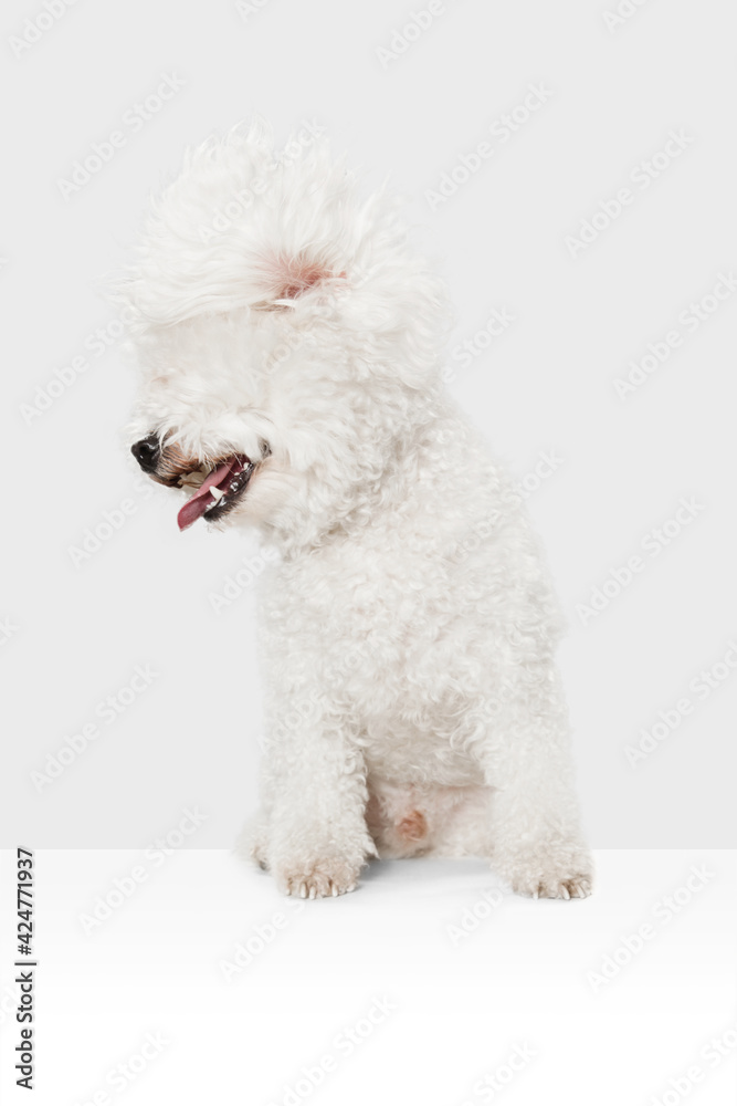 Small cute dog Bichon Frise posing isolated over white background. Small cute dog Bichon Frise posing isolated over white background.