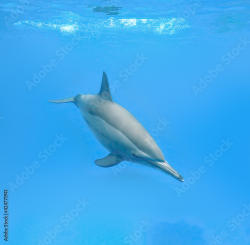 underwater world a dolphin floats in the sea © Globus 60