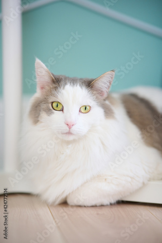 Fototapeta Naklejka Na Ścianę i Meble -  机の下に座っている白猫