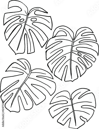 Adam's rib plant. Drawing with lines only. Vector illustration.