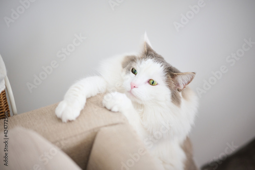 ソファの上に登ろうとしている白猫