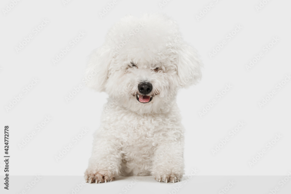 Small funny dog Bichon Frise posing isolated over white background.
