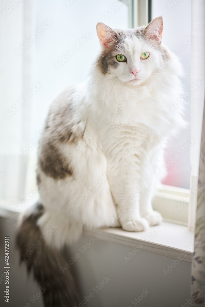 窓の隣に座っている白猫