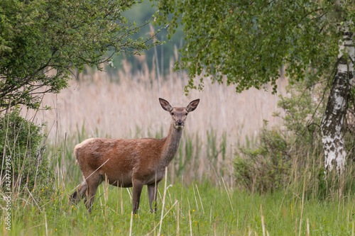 Fototapeta Naklejka Na Ścianę i Meble -  Jeleń cervus elaphus trzciny i łąka latem, rezerwat przyrody Dolina Baryczy Stawy Milickie Polska