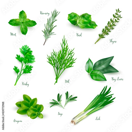 Green herbs set isolated on white background. Thyme, rosemary, mint, oregano, basil, sage, parsley, dill, bay leaves, leek spices vector illustration. Herbal seasoning ingredients for cooking