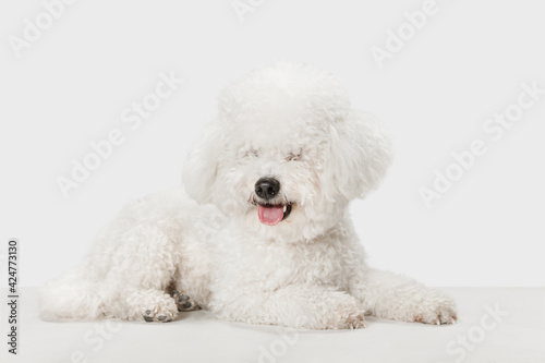 Small cute dog Bichon Frise posing isolated over white background.