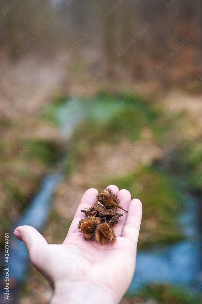 Obraz premium Early spring beech forest 