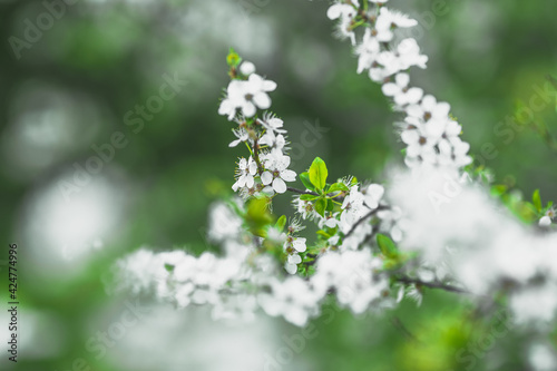 Spring flowers , branch with flowers, springtime