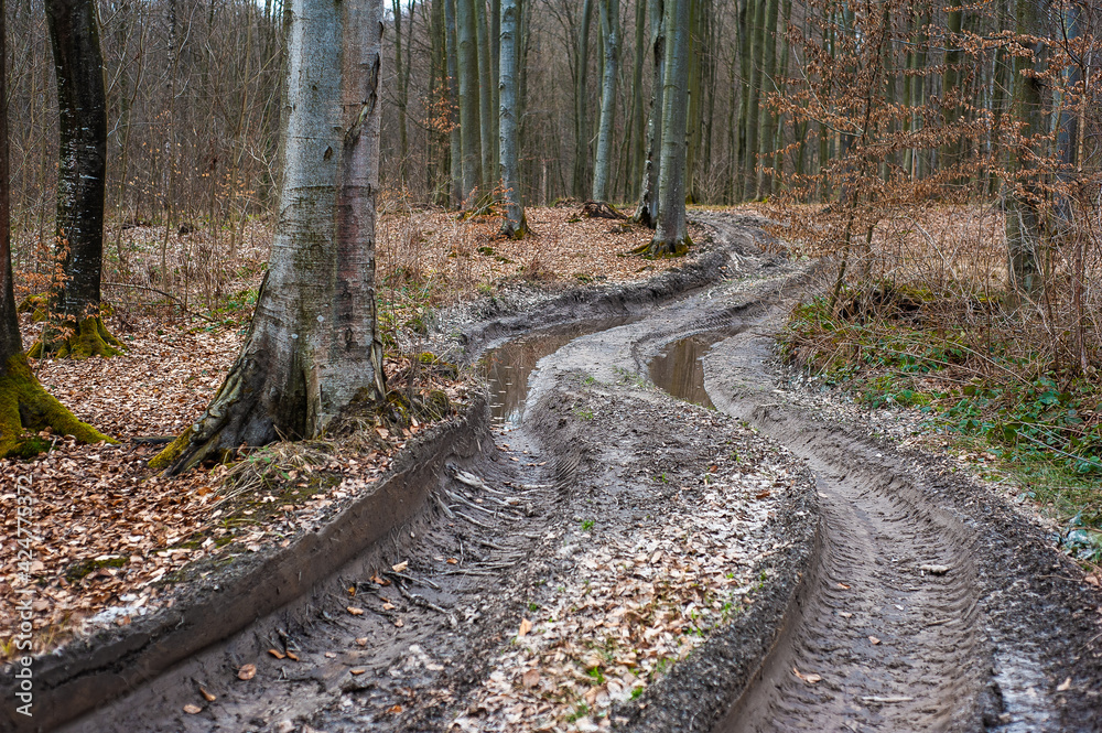 Forest road with a swamp in the spring beech forest Forest road with a swamp in the spring beech forest