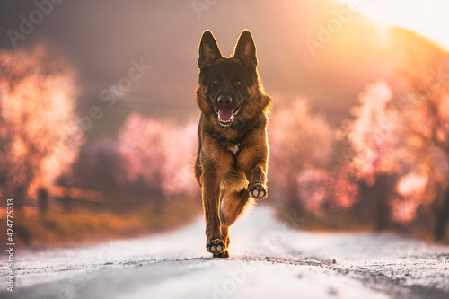 german shepherd dog running on a path with spring blossomed trees at sunset, golden hour, springtime, backlight