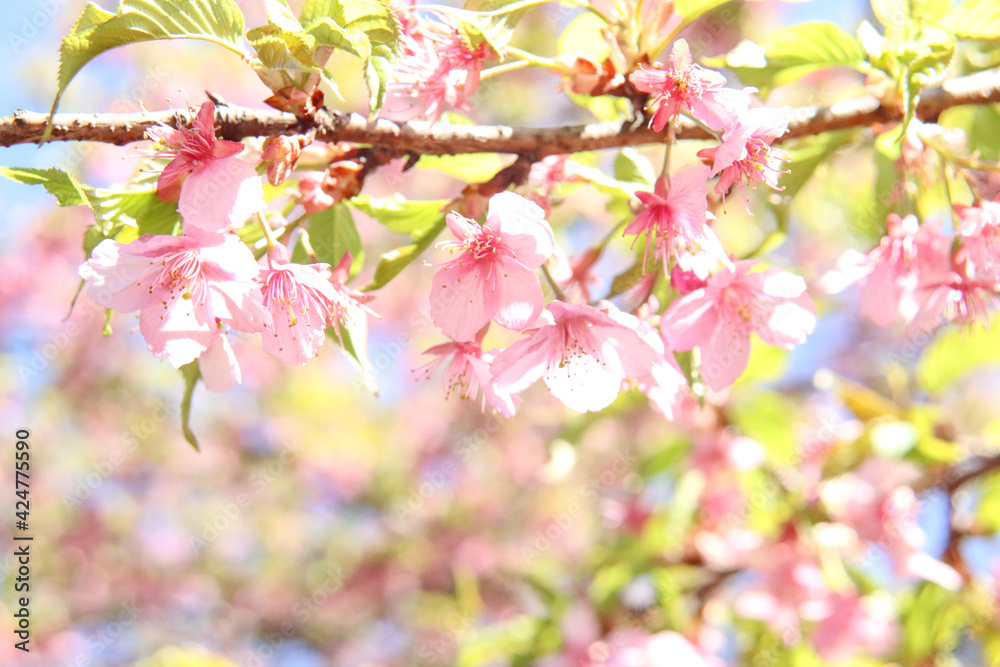 さくら 桜 サクラ 淡い 春爛漫 開花 綺麗 優美 かわいい 日本 入学 卒業 花見