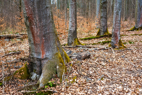 Early spring beech forest 