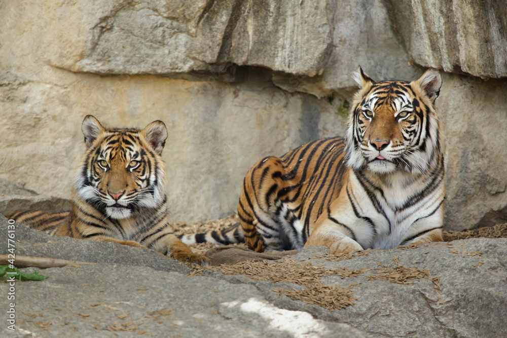 Sumatran tiger (Panthera tigris sumatrae) with its cub Sumatran tiger (Panthera tigris sumatrae) with its cub