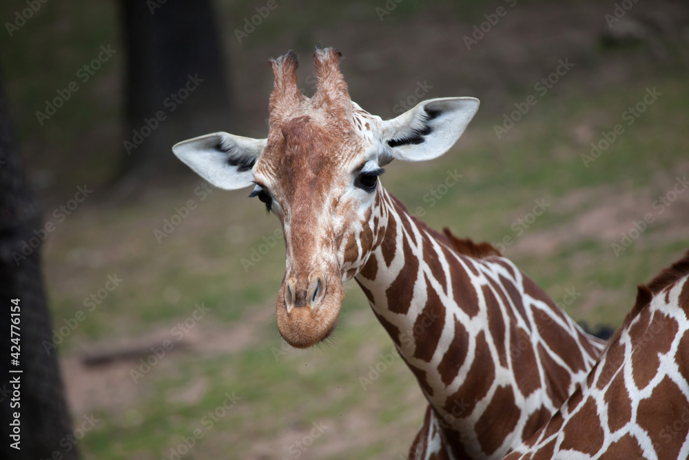 Reticulated giraffe (Giraffa camelopardalis reticulata). Reticulated giraffe (Giraffa camelopardalis reticulata).