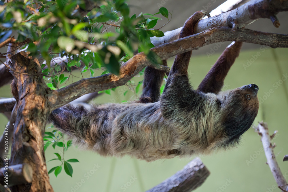 Fototapeta premium Linnaeus's two-toed sloth (Choloepus didactylus).