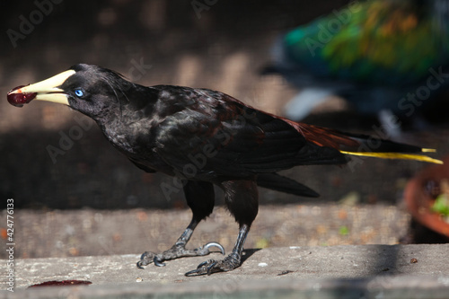 Crested oropendola (Psarocolius decumanus) photo