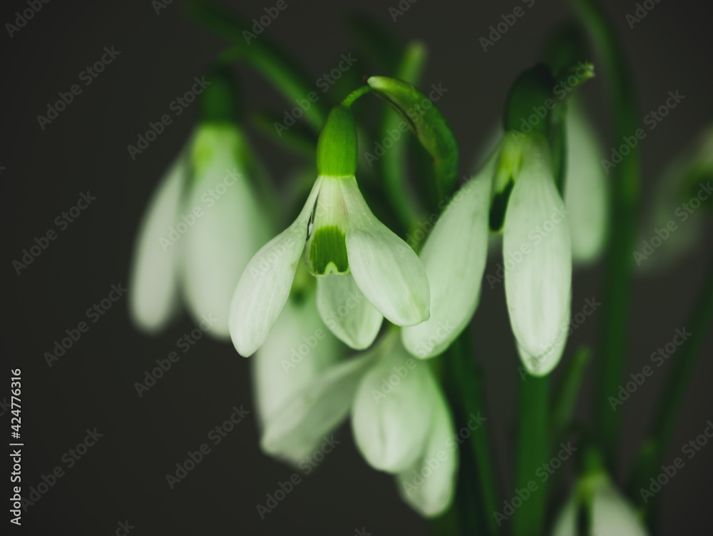 Beautiful white flowers snowdrops or Galanthus bouquet in vase close-up black background. Dark moody floral wallpaper. Blooming drops of dew flowering plants. Spring holiday greeting card. Mothers day