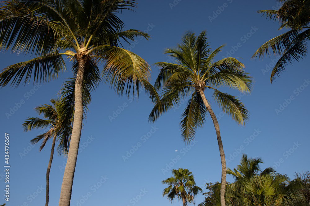 palm trees in the sky