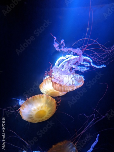 jelly fish in the water