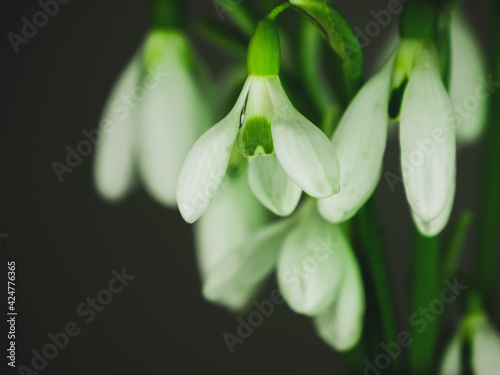 Beautiful white flowers snowdrops or Galanthus bouquet in vase close-up black background. Dark moody floral wallpaper. Blooming drops of dew flowering plants. Spring holiday greeting card. Mothers day
