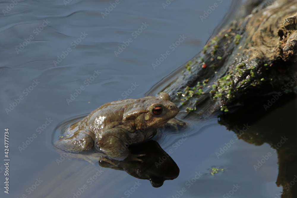 Fototapeta premium Frosch im Teich