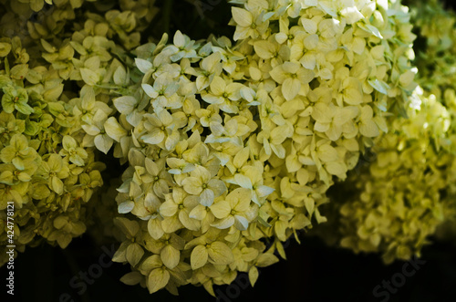 White hydrangea flowers on bush