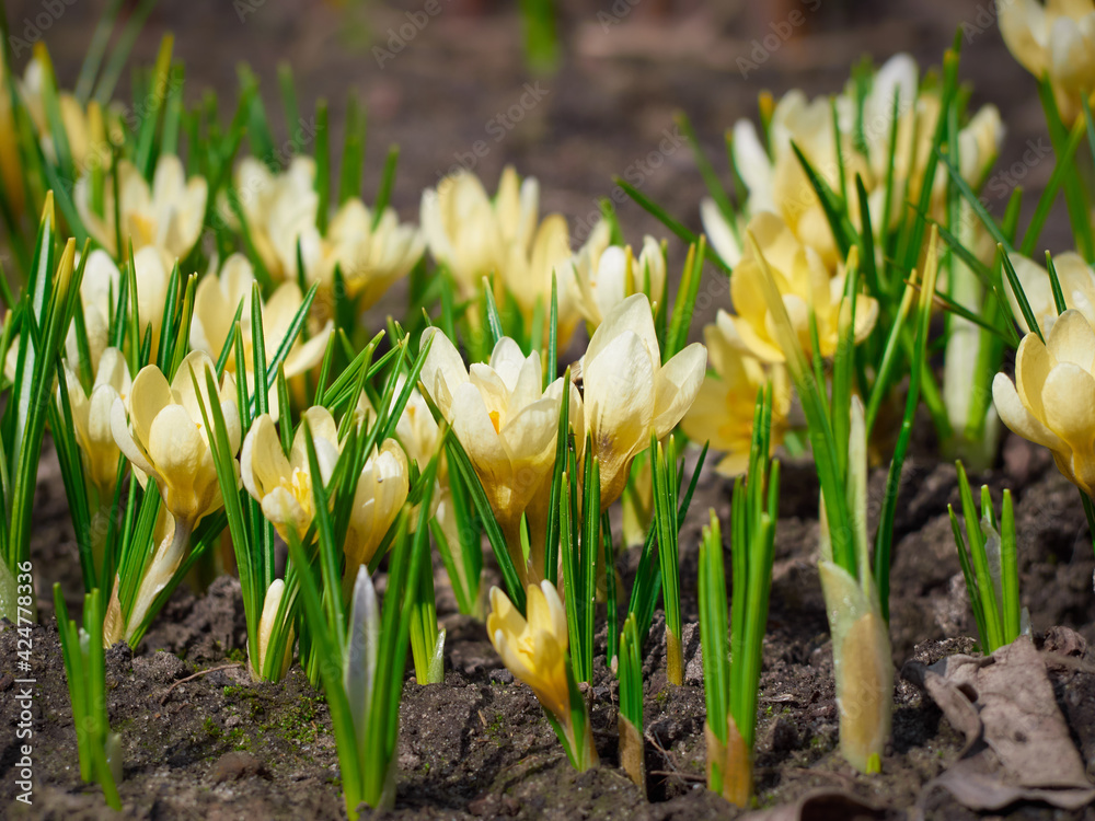Spring yellow crocuses bloom in the garden. Spring yellow crocuses bloom in the garden.