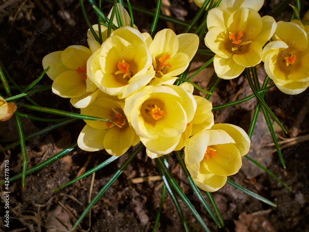 Fototapeta premium Spring yellow crocuses bloom in the garden.