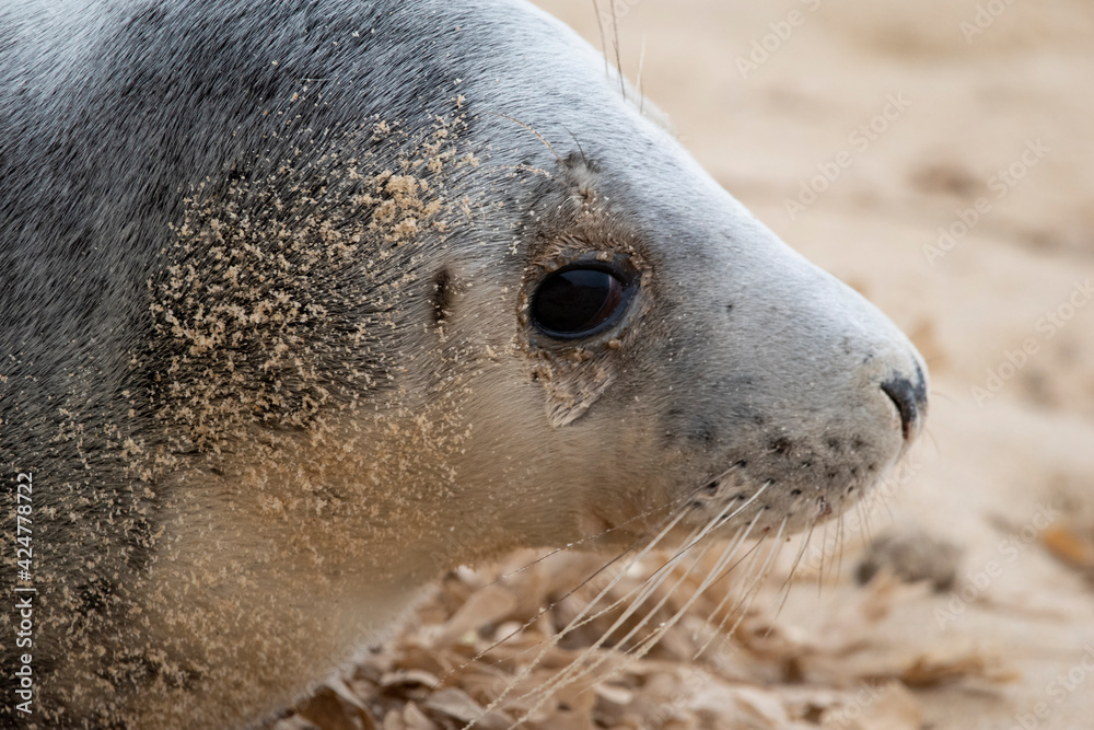 Obraz premium Adorable grey seal pup on the beach at Horsey Gap, Norfolk, during spring/winter 2021