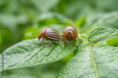 Colorado beetle. Colorado beetle on potato leaves.