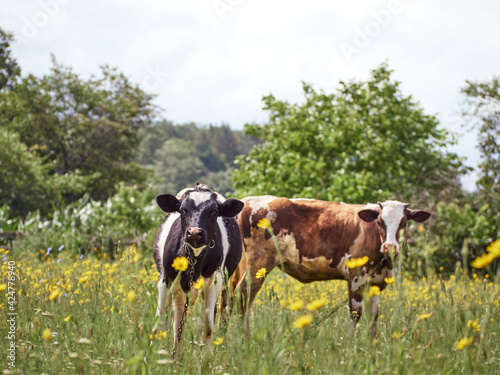 Calf on a green field.