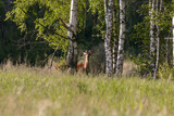 Młody jeleń Cervus elaphus elaphus obserwuje fotografa przyrody, ostoja zwierzyny, słoneczna łąka przy lesie