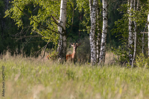 Młody jeleń Cervus elaphus elaphus obserwuje fotografa przyrody, ostoja zwierzyny, słoneczna łąka przy lesie