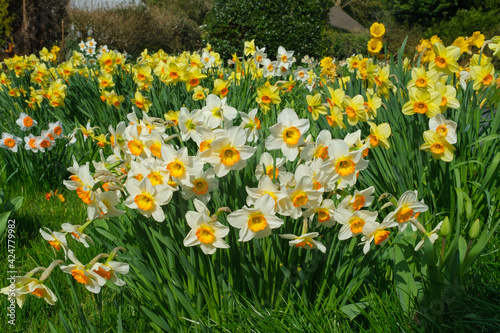 Fototapeta Naklejka Na Ścianę i Meble -  Different species of daffodils growing in my garden 