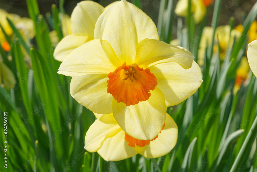 Different species of daffodils growing in my garden Different species of daffodils growing in my garden