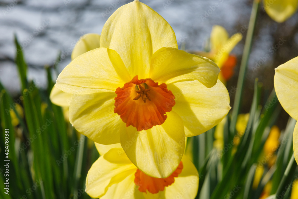 Different species of daffodils growing in my garden Different species of daffodils growing in my garden