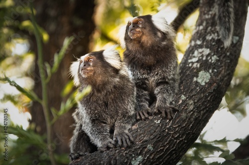 Marmoset on a tree