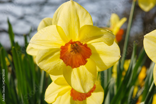Different species of daffodils growing in my garden 