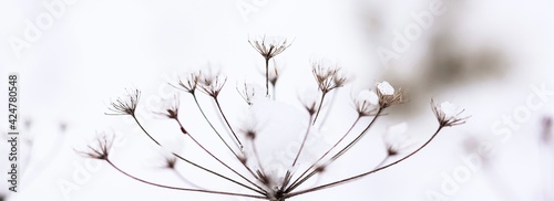 Dry plant, grass on the white snow. Abstract natural winter background with copy space. Wintertime. Selective focus. Banner. 
