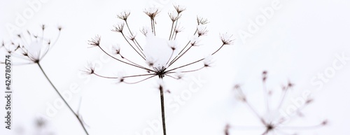 Dry plant, grass on the white snow. Abstract natural winter background with copy space. Wintertime. Selective focus. Banner. 