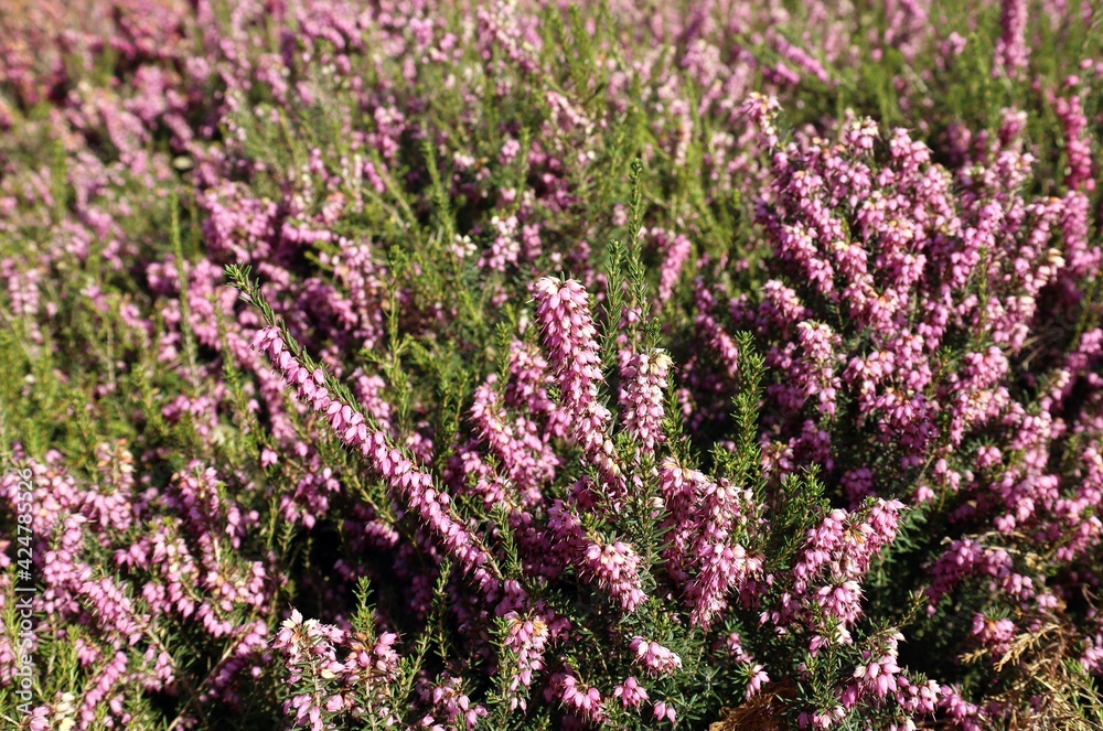 Pink heather in blooming on early springtime. Its scientific name is Calunna vulgaris. Backgrond and texture Pink heather in blooming on early springtime. Its scientific name is Calunna vulgaris. Backgrond and texture