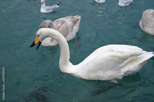 Swans and ducks on the sea in winter.