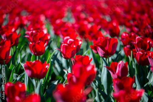 Red tulip field in sunshine