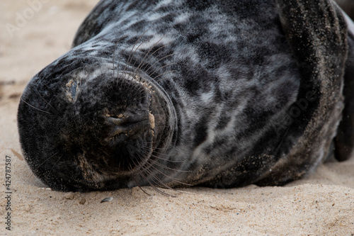 Grey seals on the beach at Horsey Gap in Norfolk © Christopher Keeley