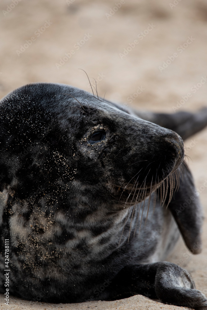 Obraz premium Grey seals on the beach at Horsey Gap in Norfolk