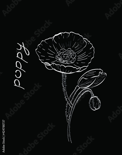 Poppy flowers sketch line art chalk vector isolated on dark background. Concept for logo, print, cards   photo