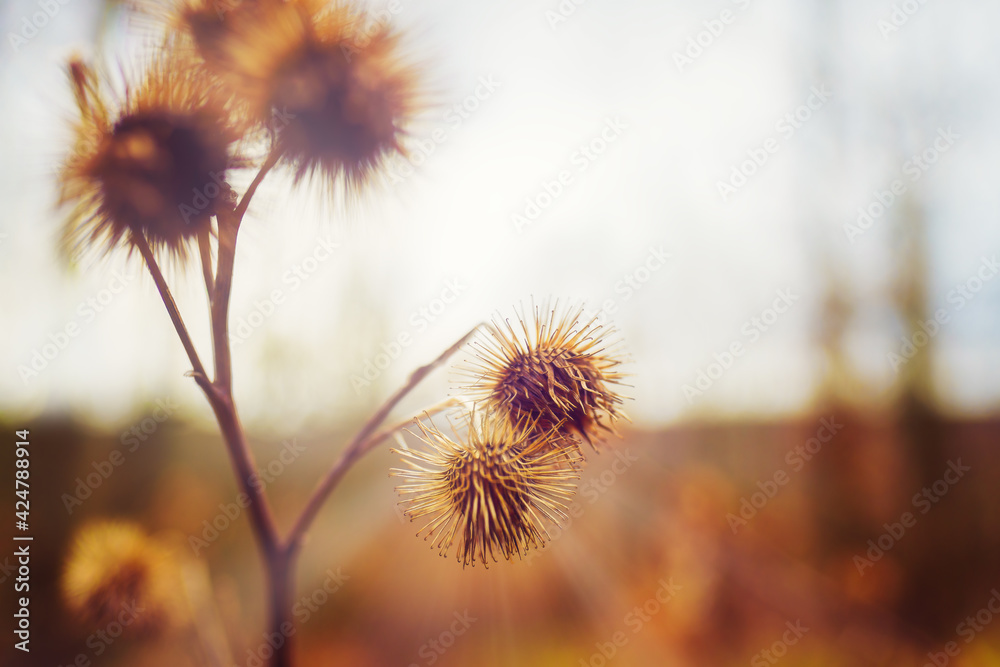 Close-up of a withered burdock plant in the sun